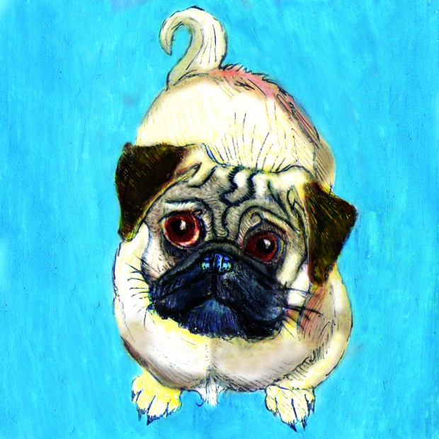 Pug Greeting Card