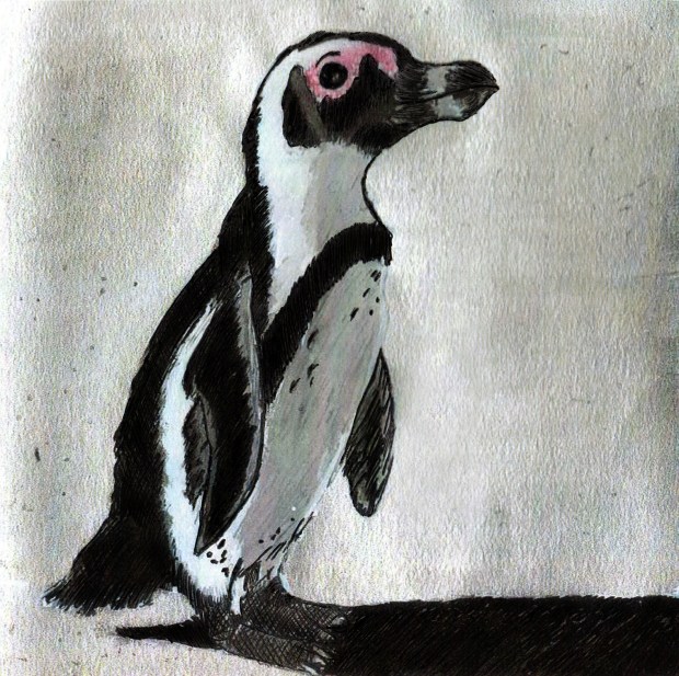 1st African Penguin 125mmx125mm greeting card v1