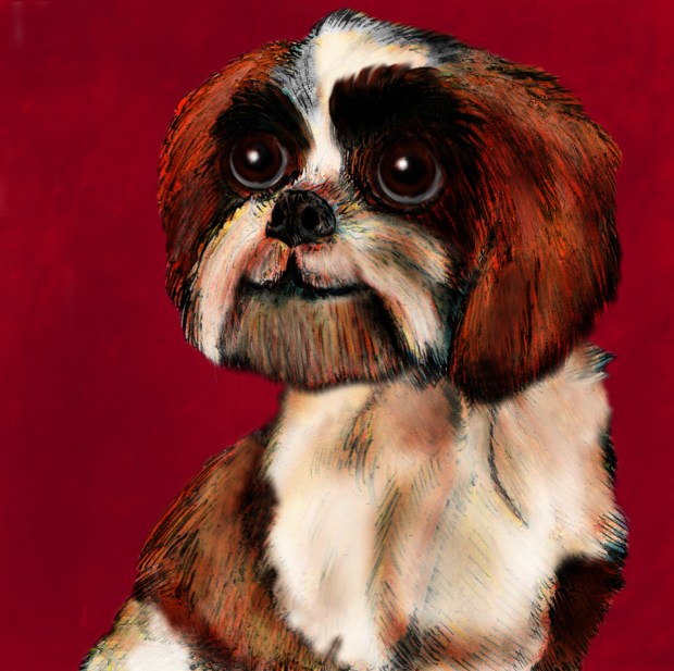 Shi Tzu 125mmx125mm greeting card FINAL THIS ONE